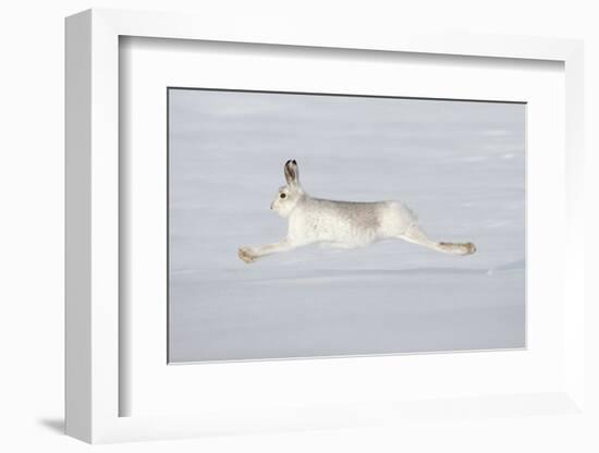 Mountain Hare (Lepus Timidus) in Winter Coat Running across Snow, Stretched at Full Length, UK-Mark Hamblin-Framed Photographic Print