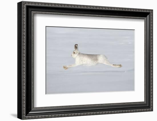 Mountain Hare (Lepus Timidus) in Winter Coat Running across Snow, Stretched at Full Length, UK-Mark Hamblin-Framed Photographic Print