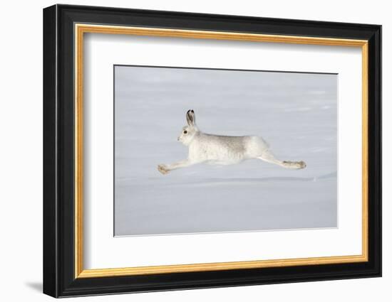 Mountain Hare (Lepus Timidus) in Winter Coat Running across Snow, Stretched at Full Length, UK-Mark Hamblin-Framed Photographic Print