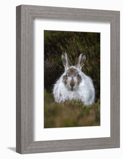 Mountain Hare (Lepus Timidus) in Winter Coat, Scottish Highlands, Scotland, United Kingdom, Europe-Ann & Steve Toon-Framed Photographic Print