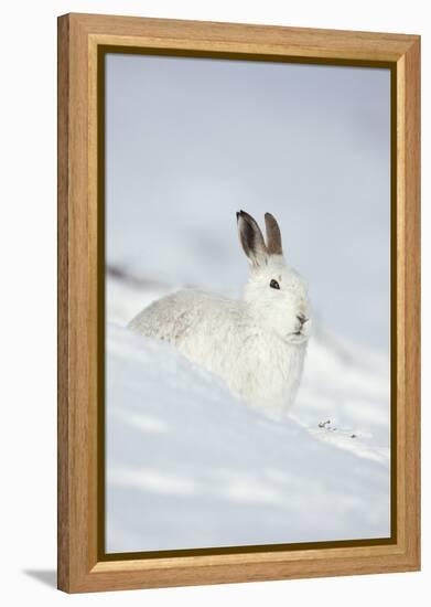 Mountain Hare (Lepus Timidus) in Winter Coat Sitting in the Snow, Scotland, UK, February-Mark Hamblin-Framed Premier Image Canvas