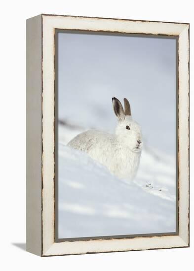 Mountain Hare (Lepus Timidus) in Winter Coat Sitting in the Snow, Scotland, UK, February-Mark Hamblin-Framed Premier Image Canvas