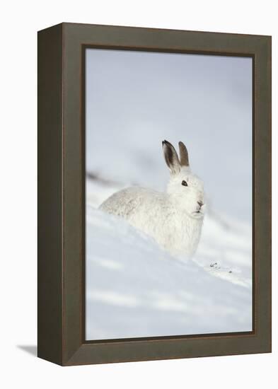 Mountain Hare (Lepus Timidus) in Winter Coat Sitting in the Snow, Scotland, UK, February-Mark Hamblin-Framed Premier Image Canvas