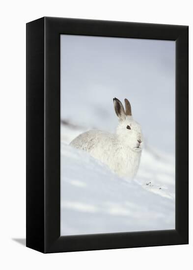 Mountain Hare (Lepus Timidus) in Winter Coat Sitting in the Snow, Scotland, UK, February-Mark Hamblin-Framed Premier Image Canvas