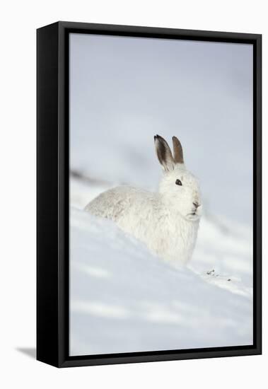 Mountain Hare (Lepus Timidus) in Winter Coat Sitting in the Snow, Scotland, UK, February-Mark Hamblin-Framed Premier Image Canvas