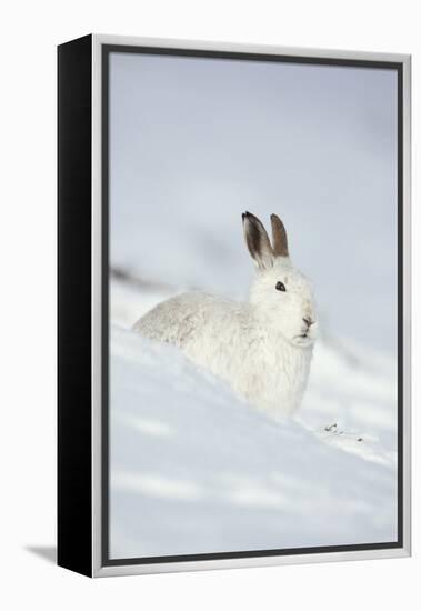 Mountain Hare (Lepus Timidus) in Winter Coat Sitting in the Snow, Scotland, UK, February-Mark Hamblin-Framed Premier Image Canvas