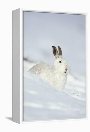 Mountain Hare (Lepus Timidus) in Winter Coat Sitting in the Snow, Scotland, UK, February-Mark Hamblin-Framed Premier Image Canvas