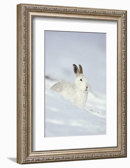 Mountain Hare (Lepus Timidus) in Winter Coat Sitting in the Snow, Scotland, UK, February-Mark Hamblin-Framed Photographic Print