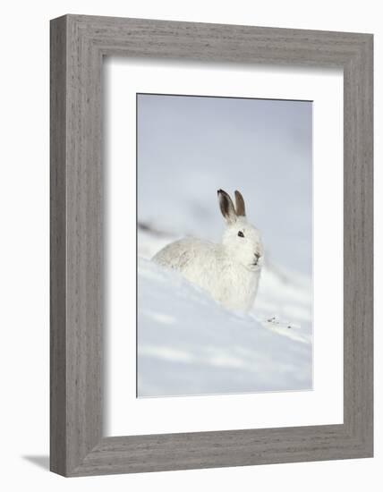 Mountain Hare (Lepus Timidus) in Winter Coat Sitting in the Snow, Scotland, UK, February-Mark Hamblin-Framed Photographic Print