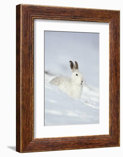 Mountain Hare (Lepus Timidus) in Winter Coat Sitting in the Snow, Scotland, UK, February-Mark Hamblin-Framed Photographic Print