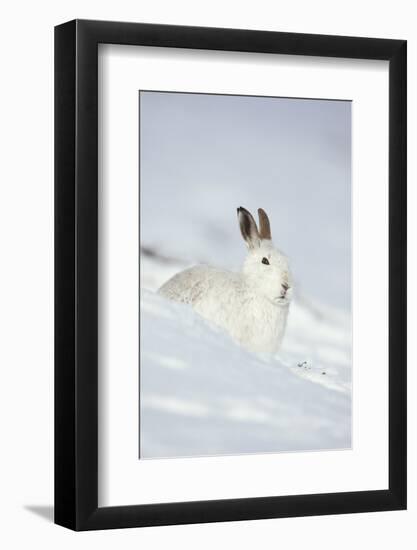 Mountain Hare (Lepus Timidus) in Winter Coat Sitting in the Snow, Scotland, UK, February-Mark Hamblin-Framed Photographic Print