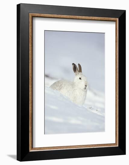 Mountain Hare (Lepus Timidus) in Winter Coat Sitting in the Snow, Scotland, UK, February-Mark Hamblin-Framed Photographic Print