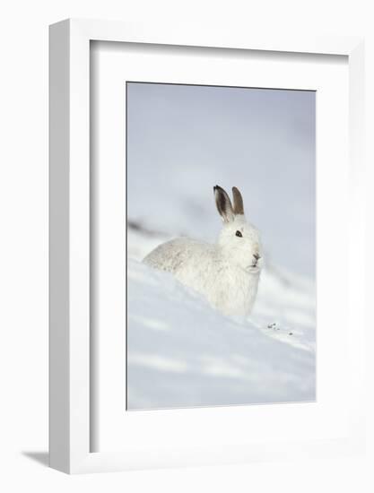 Mountain Hare (Lepus Timidus) in Winter Coat Sitting in the Snow, Scotland, UK, February-Mark Hamblin-Framed Photographic Print