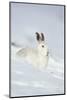 Mountain Hare (Lepus Timidus) in Winter Coat Sitting in the Snow, Scotland, UK, February-Mark Hamblin-Mounted Photographic Print