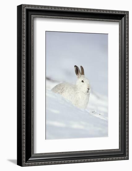 Mountain Hare (Lepus Timidus) in Winter Coat Sitting in the Snow, Scotland, UK, February-Mark Hamblin-Framed Photographic Print