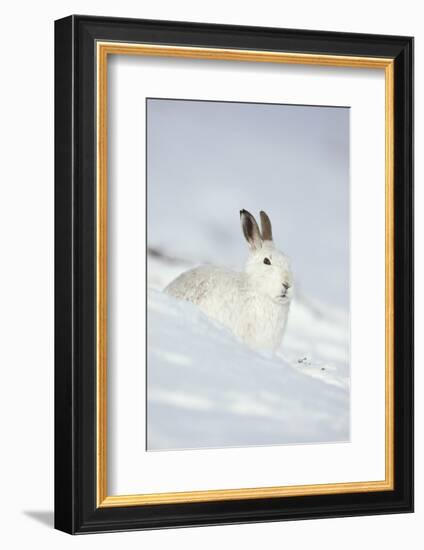 Mountain Hare (Lepus Timidus) in Winter Coat Sitting in the Snow, Scotland, UK, February-Mark Hamblin-Framed Photographic Print