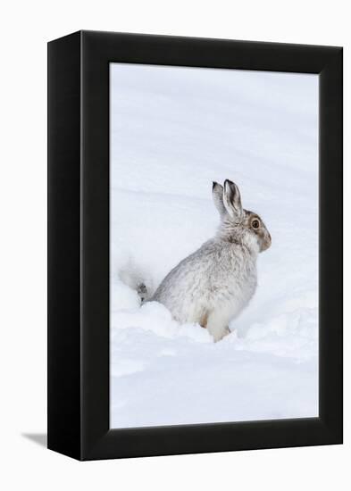 Mountain Hare (Lepus Timidus) in Winter Snow, Scottish Highlands, Scotland, United Kingdom, Europe-Ann & Steve Toon-Framed Premier Image Canvas