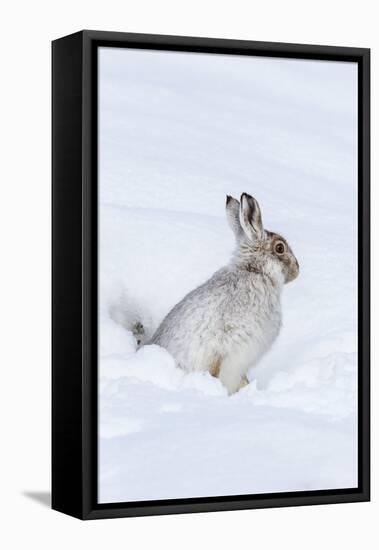 Mountain Hare (Lepus Timidus) in Winter Snow, Scottish Highlands, Scotland, United Kingdom, Europe-Ann & Steve Toon-Framed Premier Image Canvas