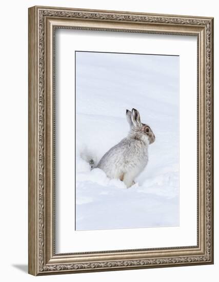 Mountain Hare (Lepus Timidus) in Winter Snow, Scottish Highlands, Scotland, United Kingdom, Europe-Ann & Steve Toon-Framed Photographic Print