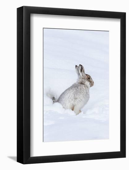 Mountain Hare (Lepus Timidus) in Winter Snow, Scottish Highlands, Scotland, United Kingdom, Europe-Ann & Steve Toon-Framed Photographic Print