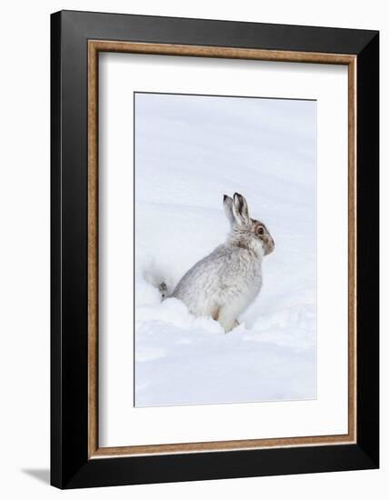 Mountain Hare (Lepus Timidus) in Winter Snow, Scottish Highlands, Scotland, United Kingdom, Europe-Ann & Steve Toon-Framed Photographic Print