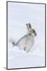 Mountain Hare (Lepus Timidus) in Winter Snow, Scottish Highlands, Scotland, United Kingdom, Europe-Ann & Steve Toon-Mounted Photographic Print