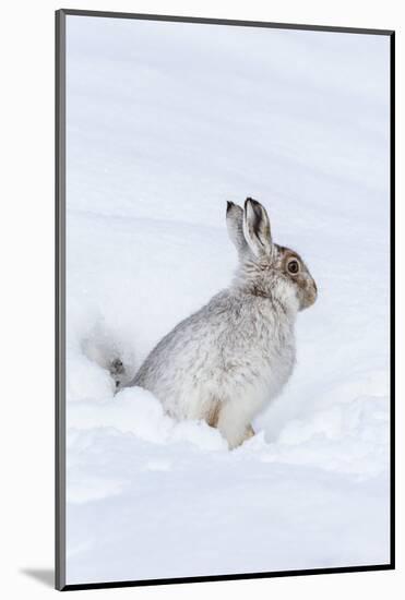 Mountain Hare (Lepus Timidus) in Winter Snow, Scottish Highlands, Scotland, United Kingdom, Europe-Ann & Steve Toon-Mounted Photographic Print