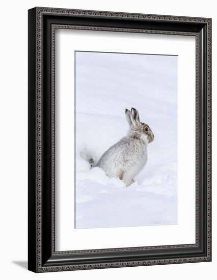 Mountain Hare (Lepus Timidus) in Winter Snow, Scottish Highlands, Scotland, United Kingdom, Europe-Ann & Steve Toon-Framed Photographic Print