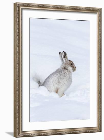 Mountain Hare (Lepus Timidus) in Winter Snow, Scottish Highlands, Scotland, United Kingdom, Europe-Ann & Steve Toon-Framed Photographic Print