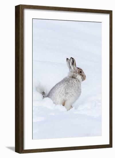 Mountain Hare (Lepus Timidus) in Winter Snow, Scottish Highlands, Scotland, United Kingdom, Europe-Ann & Steve Toon-Framed Photographic Print