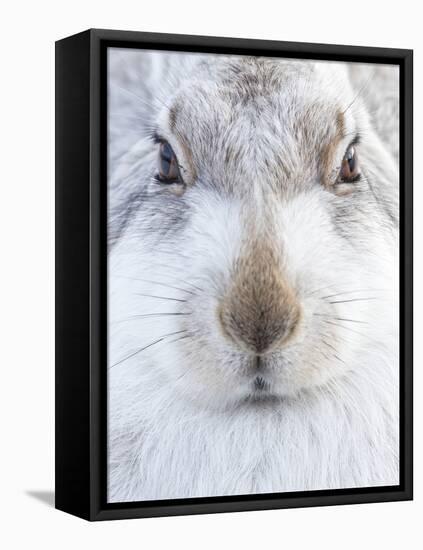 Mountain Hare (Lepus timidus) resting, close up portrait, Cairngorms, Scotland, February-Danny Green-Framed Premier Image Canvas