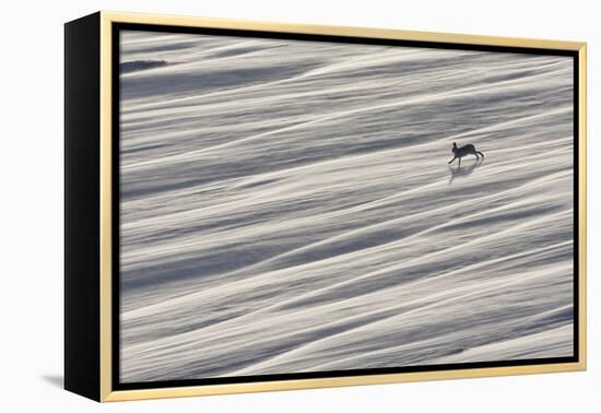 Mountain Hare (Lepus Timidus) Running across Snow Field, Cairngorms National Park, Scotland-Mark Hamblin-Framed Premier Image Canvas