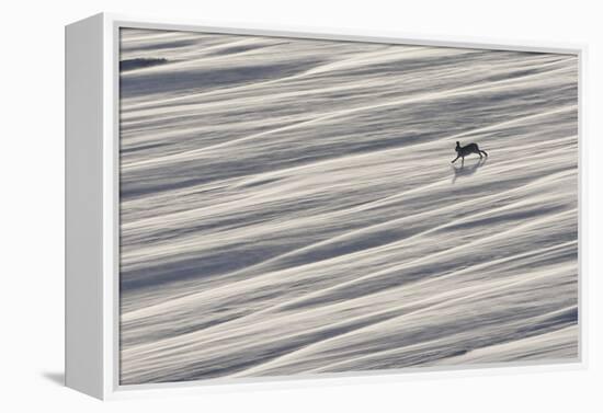 Mountain Hare (Lepus Timidus) Running across Snow Field, Cairngorms National Park, Scotland-Mark Hamblin-Framed Premier Image Canvas