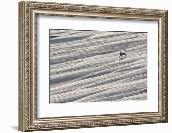 Mountain Hare (Lepus Timidus) Running across Snow Field, Cairngorms National Park, Scotland-Mark Hamblin-Framed Photographic Print