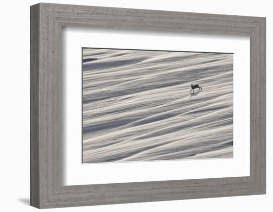 Mountain Hare (Lepus Timidus) Running across Snow Field, Cairngorms National Park, Scotland-Mark Hamblin-Framed Photographic Print