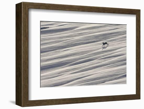 Mountain Hare (Lepus Timidus) Running across Snow Field, Cairngorms National Park, Scotland-Mark Hamblin-Framed Photographic Print