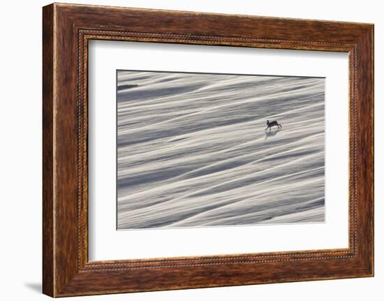 Mountain Hare (Lepus Timidus) Running across Snow Field, Cairngorms National Park, Scotland-Mark Hamblin-Framed Photographic Print