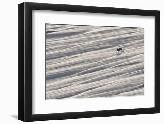 Mountain Hare (Lepus Timidus) Running across Snow Field, Cairngorms National Park, Scotland-Mark Hamblin-Framed Photographic Print