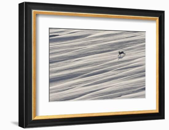 Mountain Hare (Lepus Timidus) Running across Snow Field, Cairngorms National Park, Scotland-Mark Hamblin-Framed Photographic Print