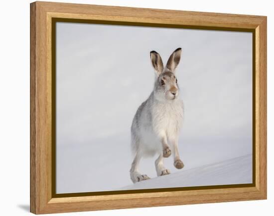 Mountain Hare (Lepus Timidus) Running Up a Snow-Covered Slope, Scotland, UK, February-Mark Hamblin-Framed Premier Image Canvas