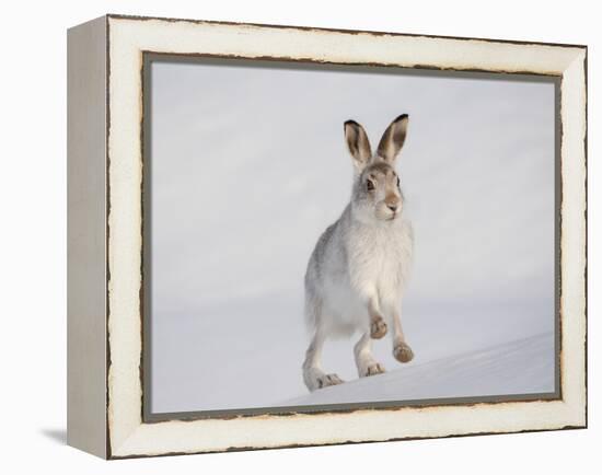 Mountain Hare (Lepus Timidus) Running Up a Snow-Covered Slope, Scotland, UK, February-Mark Hamblin-Framed Premier Image Canvas