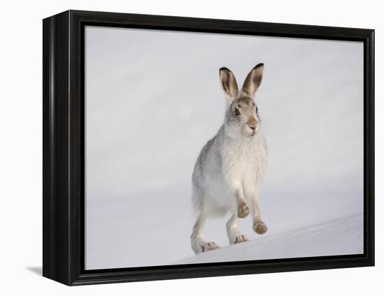 Mountain Hare (Lepus Timidus) Running Up a Snow-Covered Slope, Scotland, UK, February-Mark Hamblin-Framed Premier Image Canvas