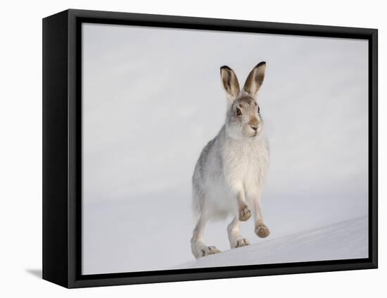 Mountain Hare (Lepus Timidus) Running Up a Snow-Covered Slope, Scotland, UK, February-Mark Hamblin-Framed Premier Image Canvas