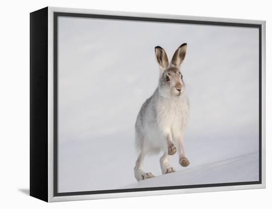 Mountain Hare (Lepus Timidus) Running Up a Snow-Covered Slope, Scotland, UK, February-Mark Hamblin-Framed Premier Image Canvas