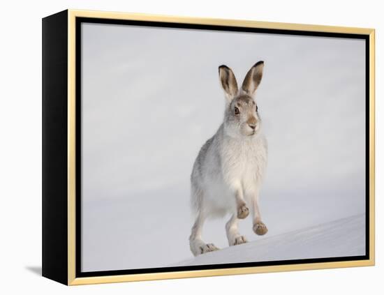 Mountain Hare (Lepus Timidus) Running Up a Snow-Covered Slope, Scotland, UK, February-Mark Hamblin-Framed Premier Image Canvas