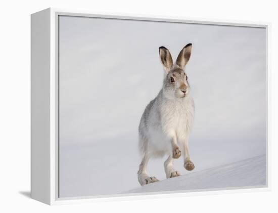 Mountain Hare (Lepus Timidus) Running Up a Snow-Covered Slope, Scotland, UK, February-Mark Hamblin-Framed Premier Image Canvas