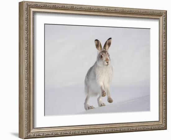 Mountain Hare (Lepus Timidus) Running Up a Snow-Covered Slope, Scotland, UK, February-Mark Hamblin-Framed Photographic Print