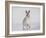 Mountain Hare (Lepus Timidus) Running Up a Snow-Covered Slope, Scotland, UK, February-Mark Hamblin-Framed Photographic Print