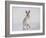 Mountain Hare (Lepus Timidus) Running Up a Snow-Covered Slope, Scotland, UK, February-Mark Hamblin-Framed Photographic Print