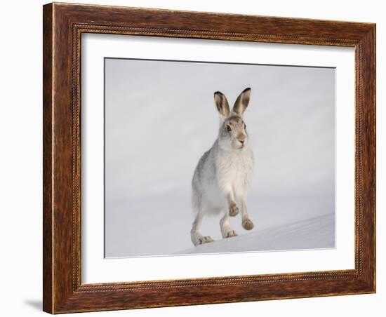 Mountain Hare (Lepus Timidus) Running Up a Snow-Covered Slope, Scotland, UK, February-Mark Hamblin-Framed Photographic Print